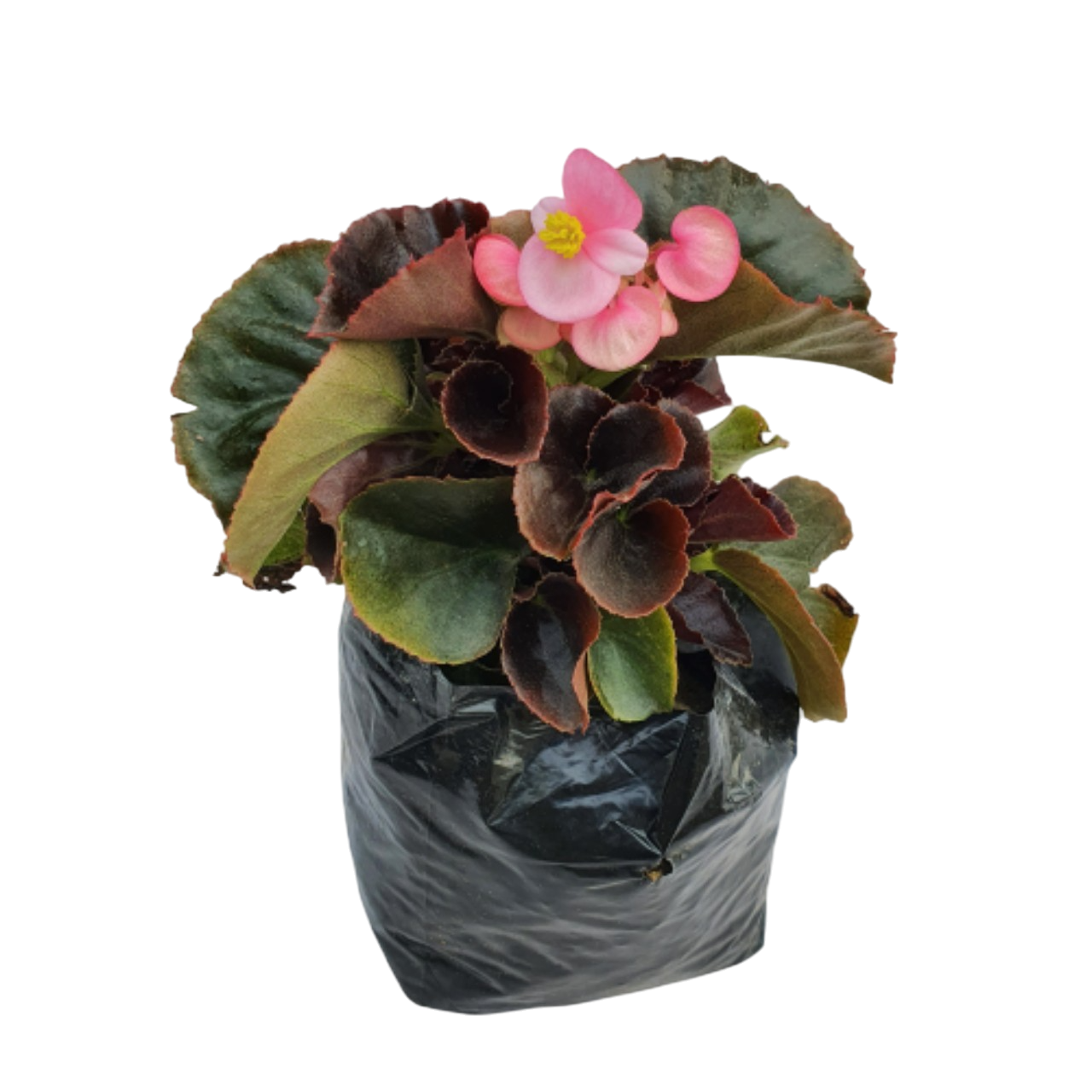 Begonia Plant